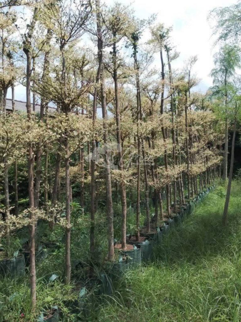 Jual Ketapang Kencana Varigata