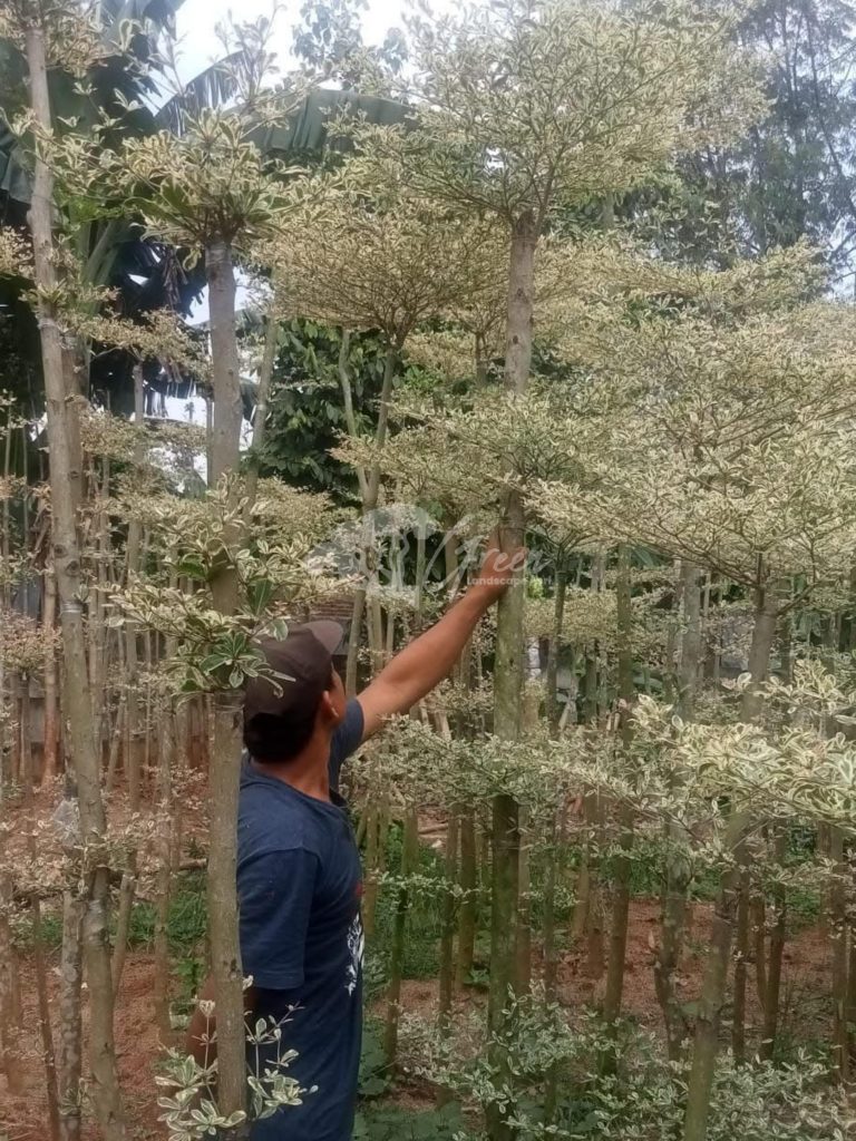 Jual Ketapang Kencana Varigata