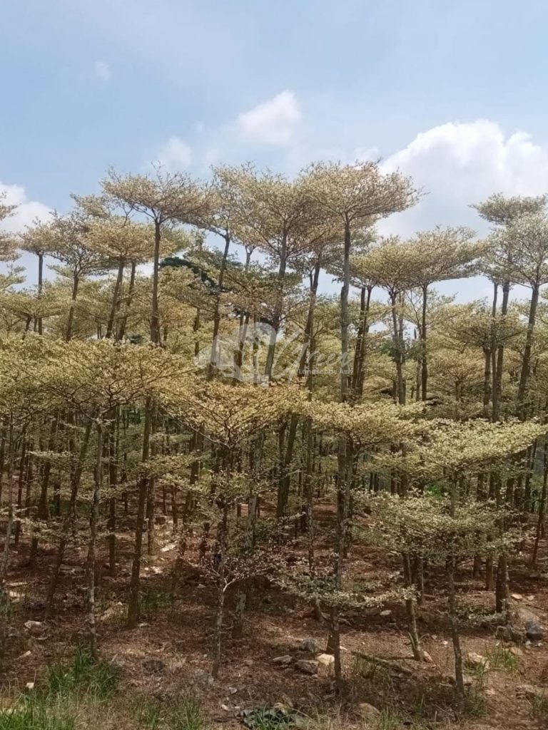 Jual Ketapang Kencana Varigata
