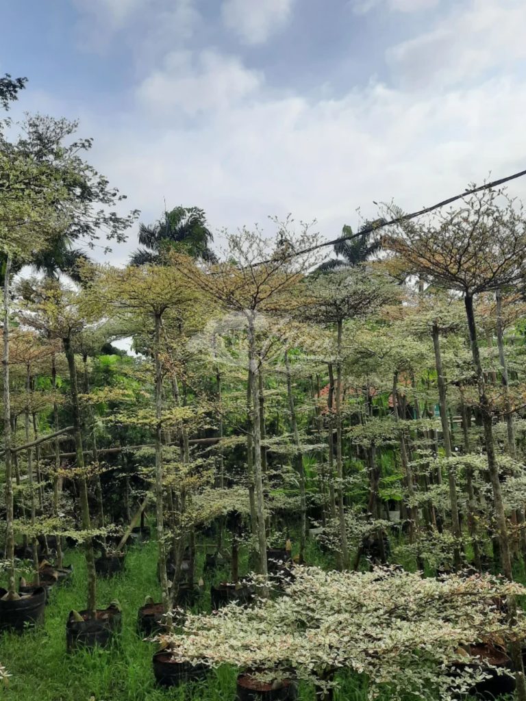 Jual Ketapang Kencana Varigata