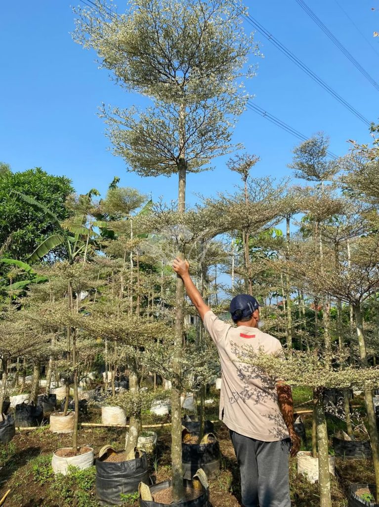 Jual Ketapang Kencana Varigata
