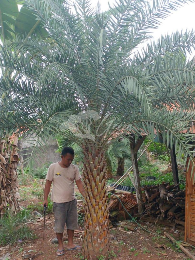 Jual Palem Kenari