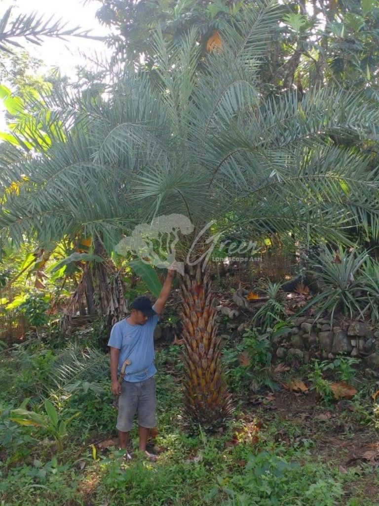 Jual Palem Kenari