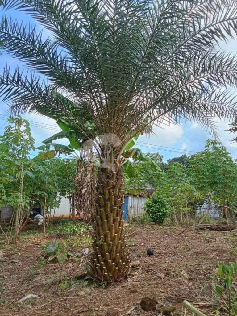 Jual Palem Kenari