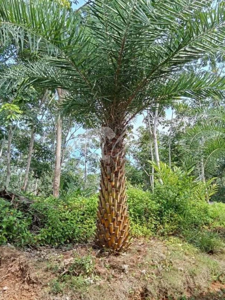 Jual Palem Kenari