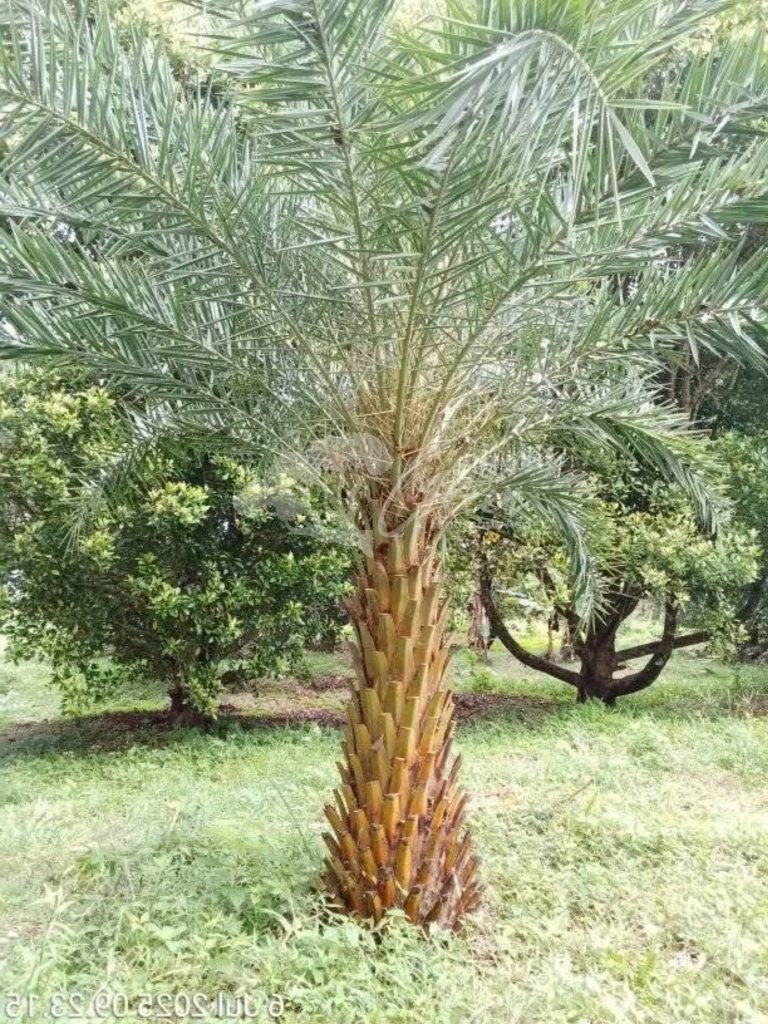Jual Palem Kenari