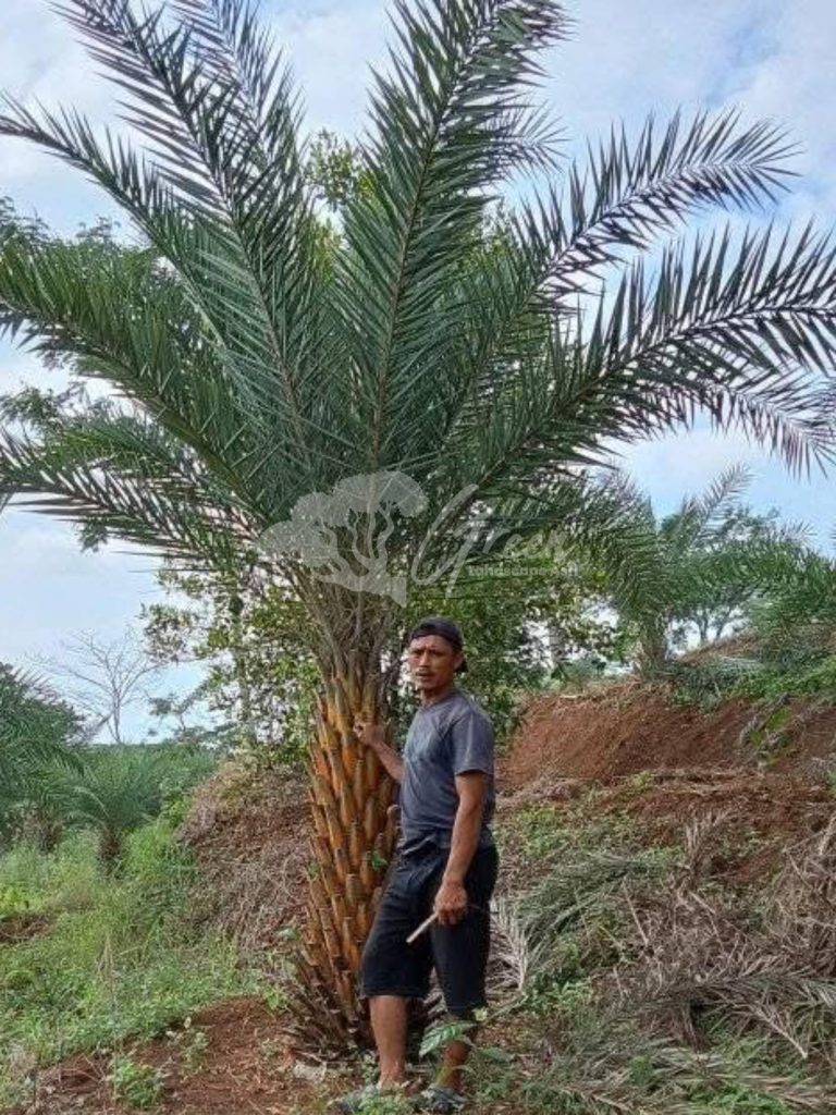 Jual Palem Kenari
