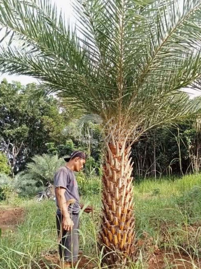 Jual Palem Kenari