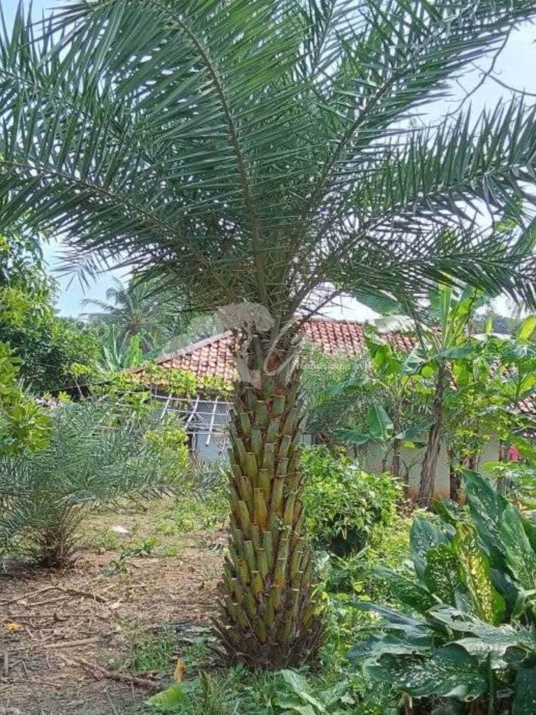 Jual Palem Kenari