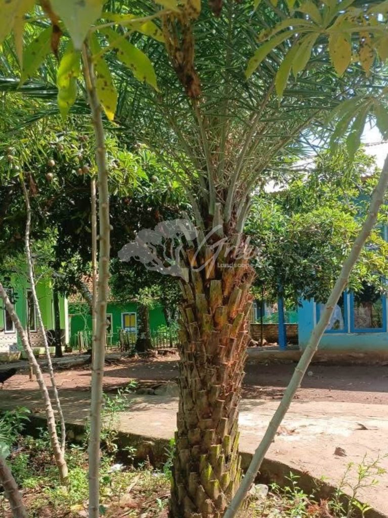 Jual Palem Kenari