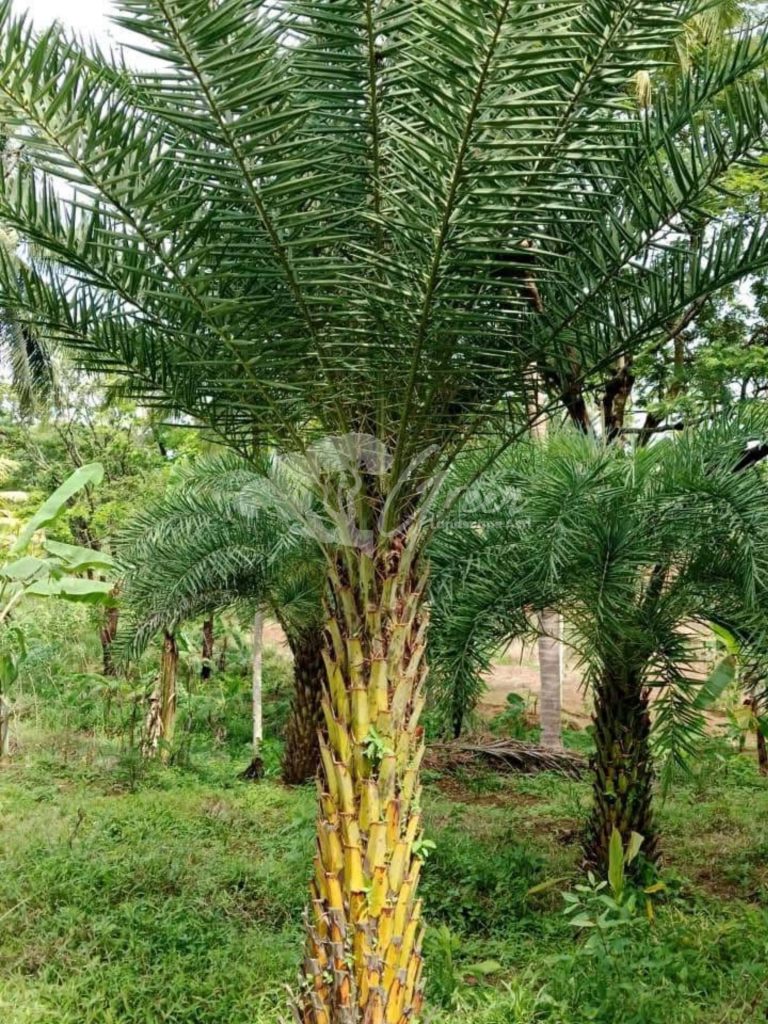 Jual Palem Kenari