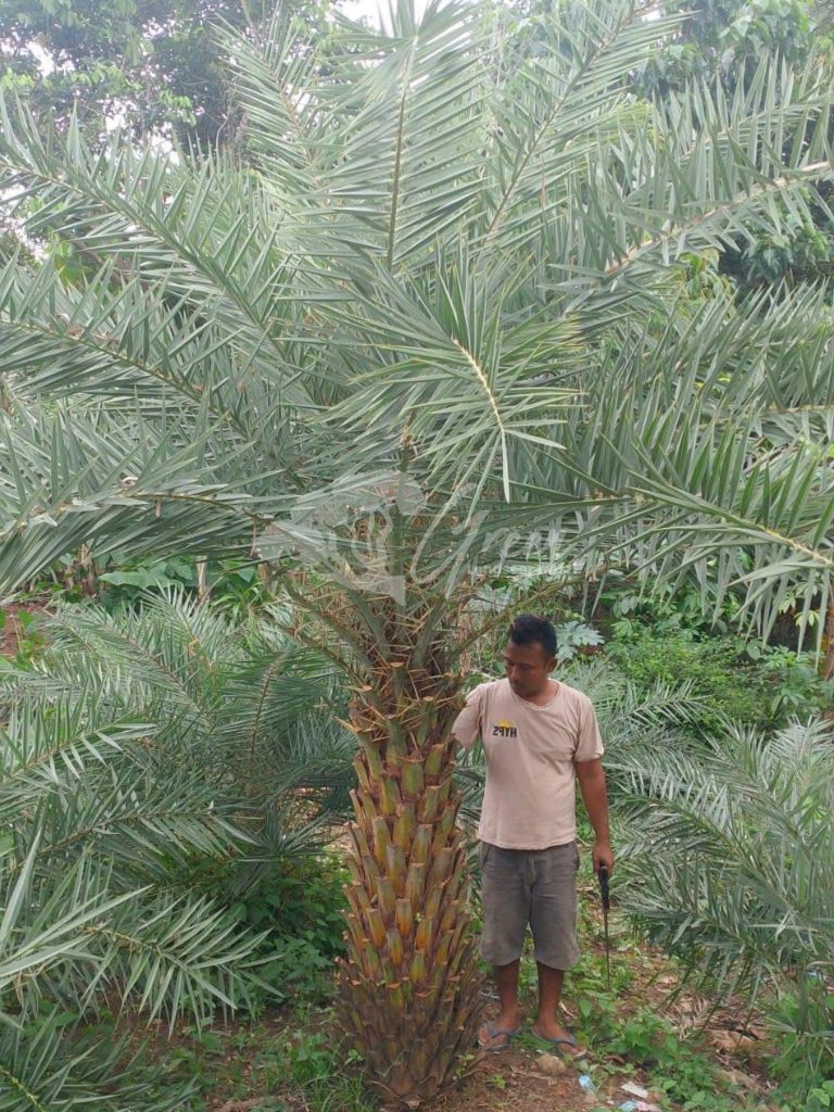 Jual Palem Kenari