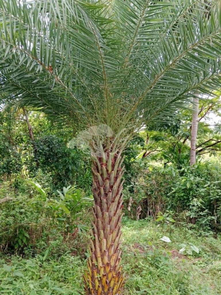 Jual Palem Kenari