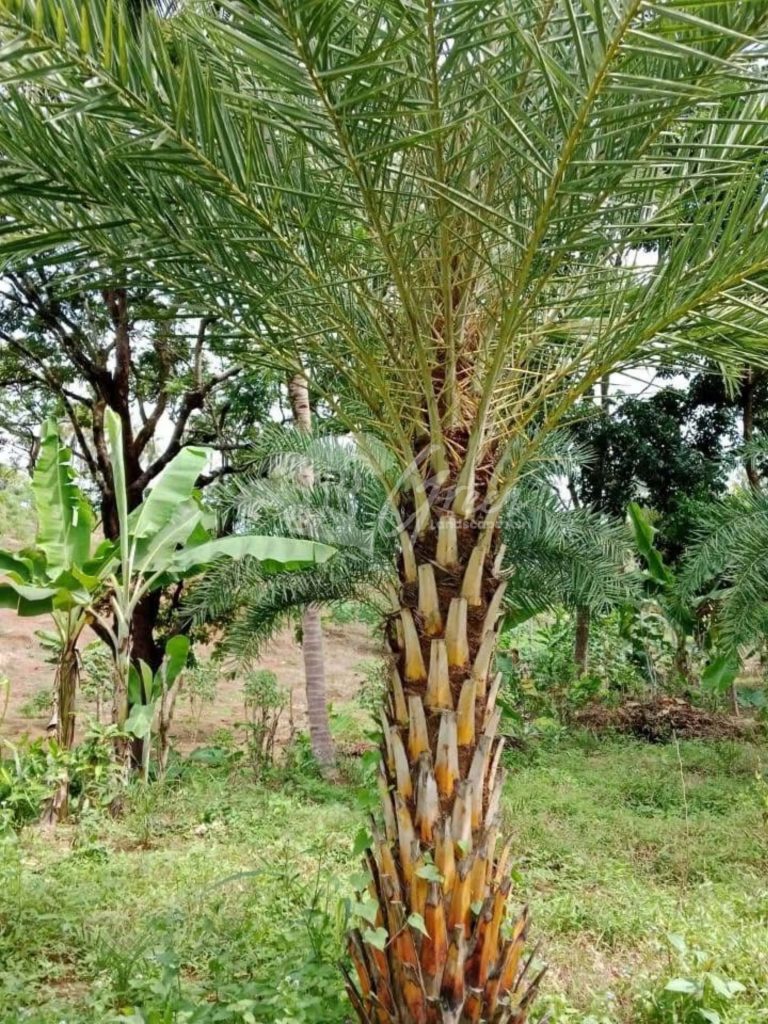 Jual Palem Kenari