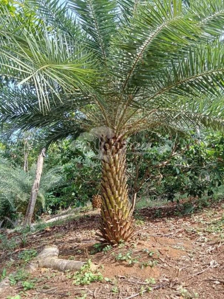 Jual Palem Kenari