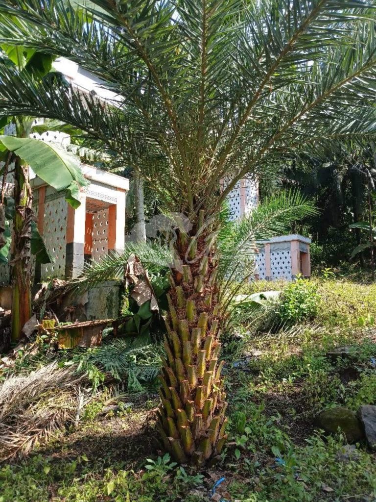 Jual Palem Kenari