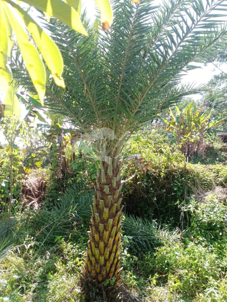 Jual Palem Kenari