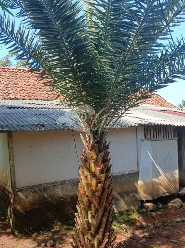 Jual Palem Kenari