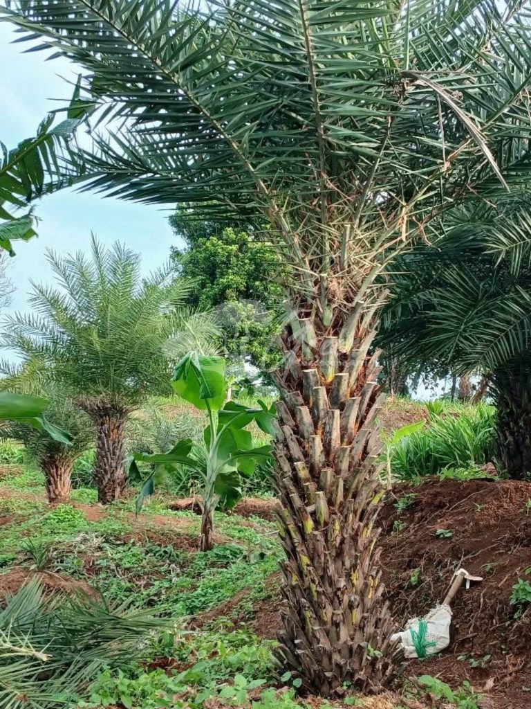 Jual Palem Kenari