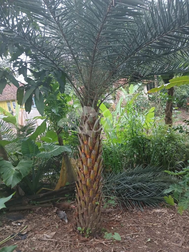 Jual Palem Kenari