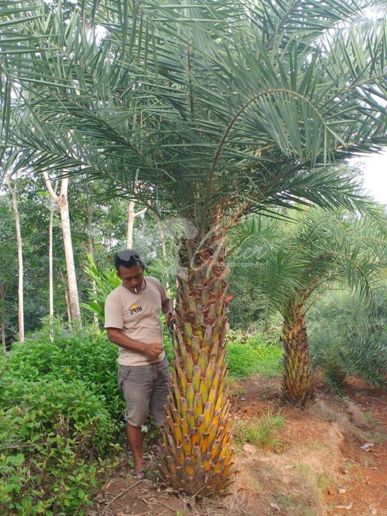 Jual Palem Kenari