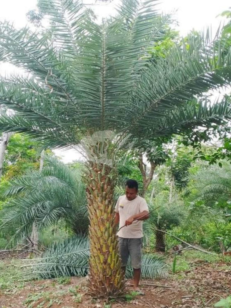 Jual Palem Kenari