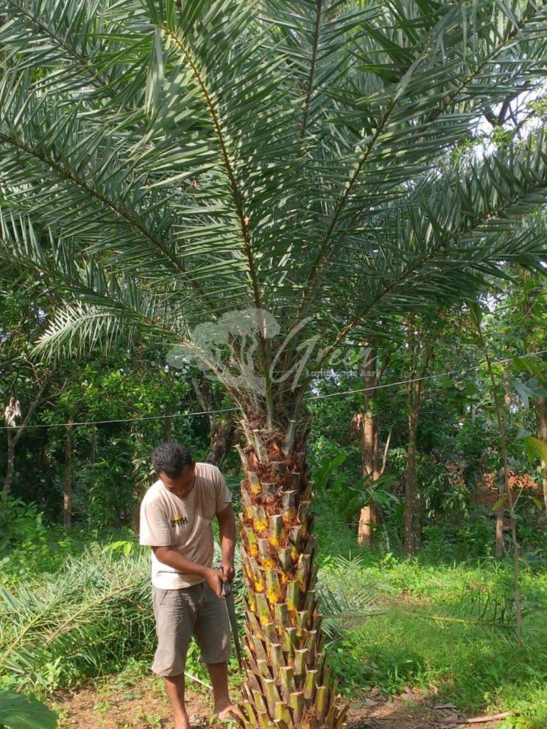 Jual Palem Kenari