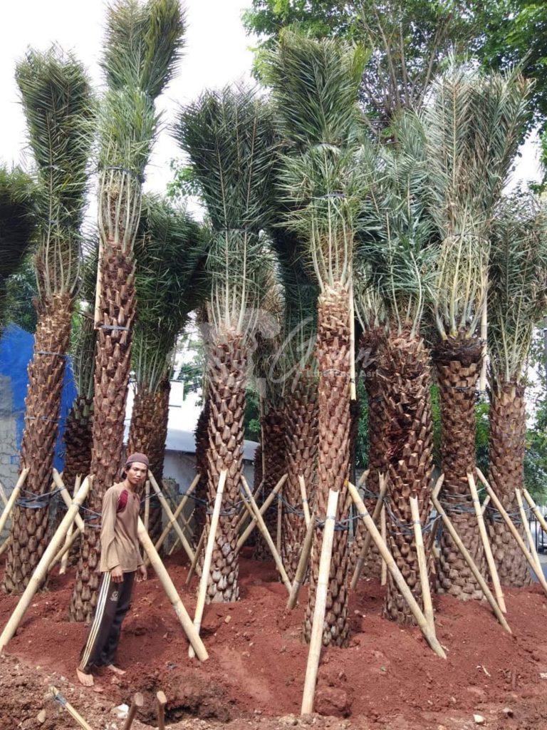 Jual Palem Kenari