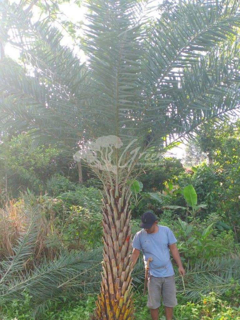 Jual Palem Kenari