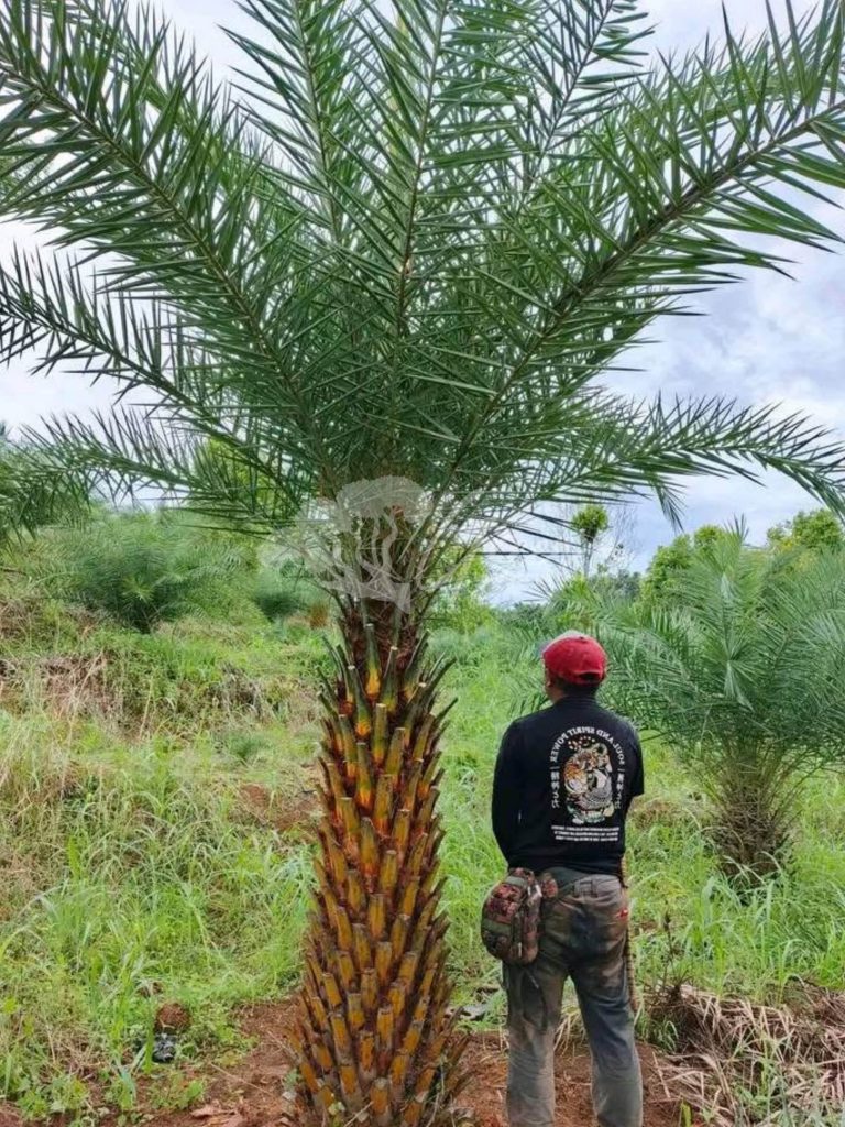 Jual Palem Kenari