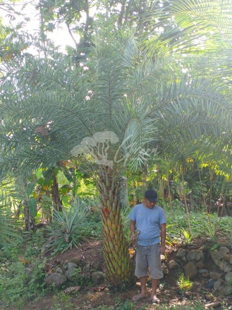 Jual Palem Kenari