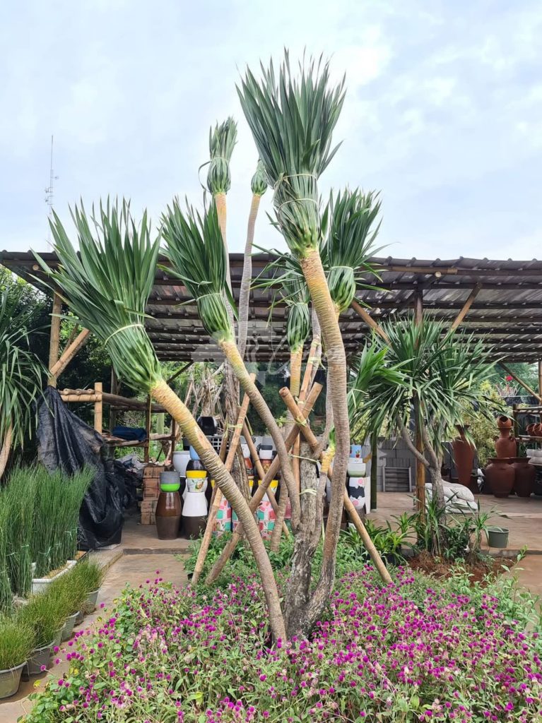 Jual Pandan Bali
