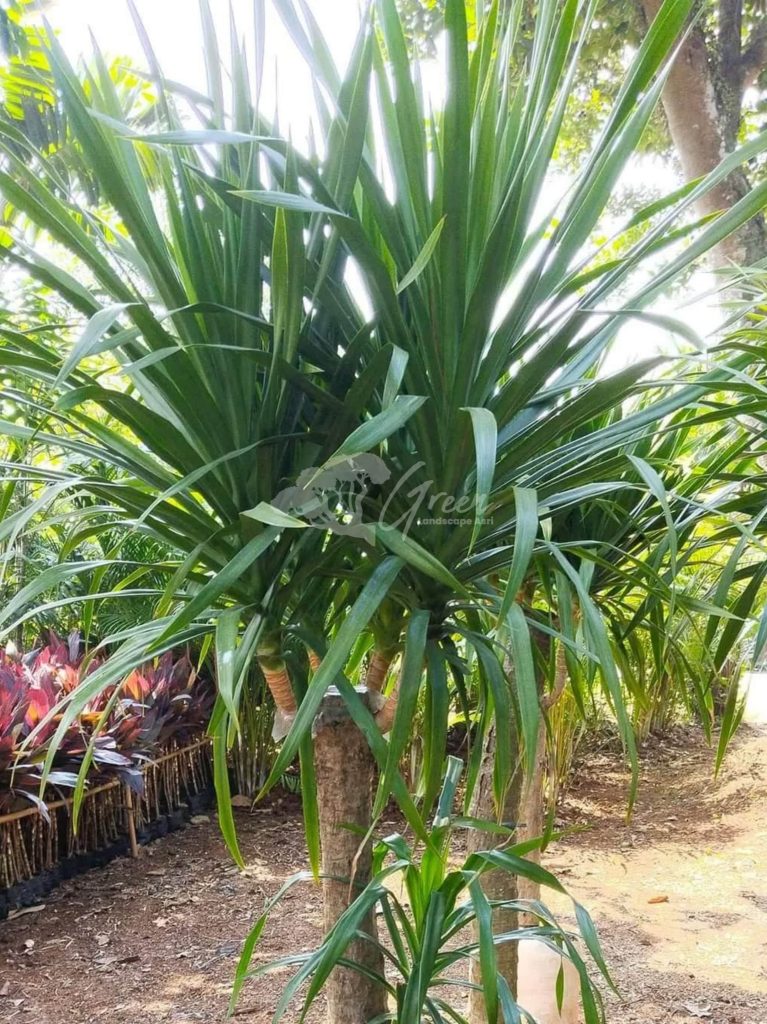 Jual Pandan Bali