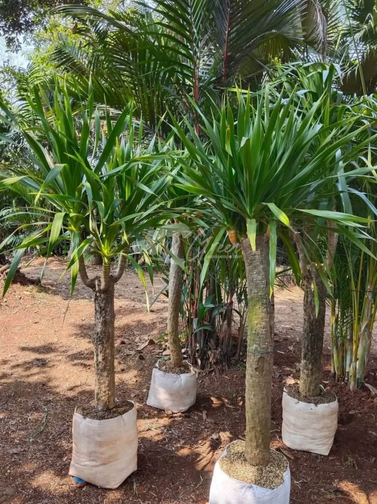 Jual Pandan Bali