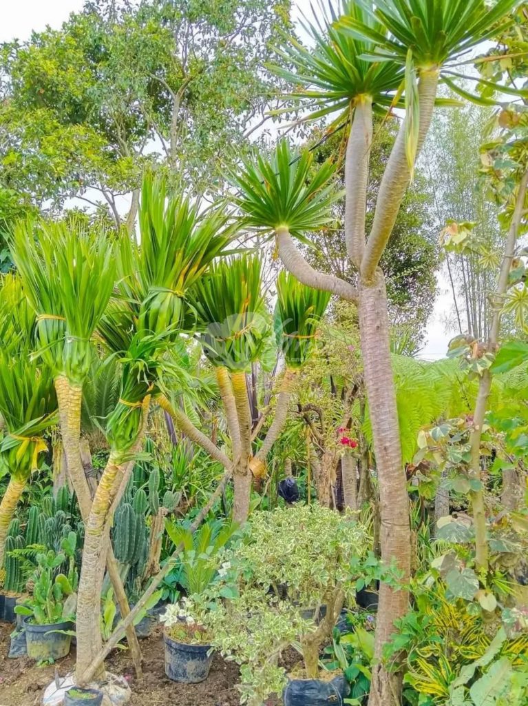 Jual Pandan Bali