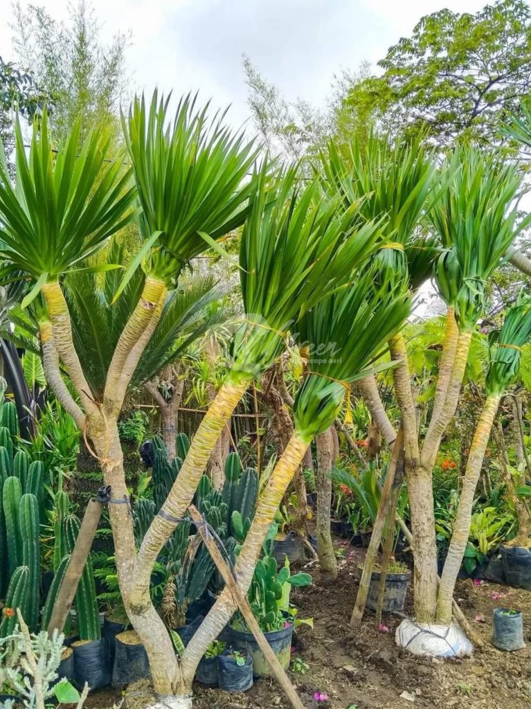 Jual Pandan Bali