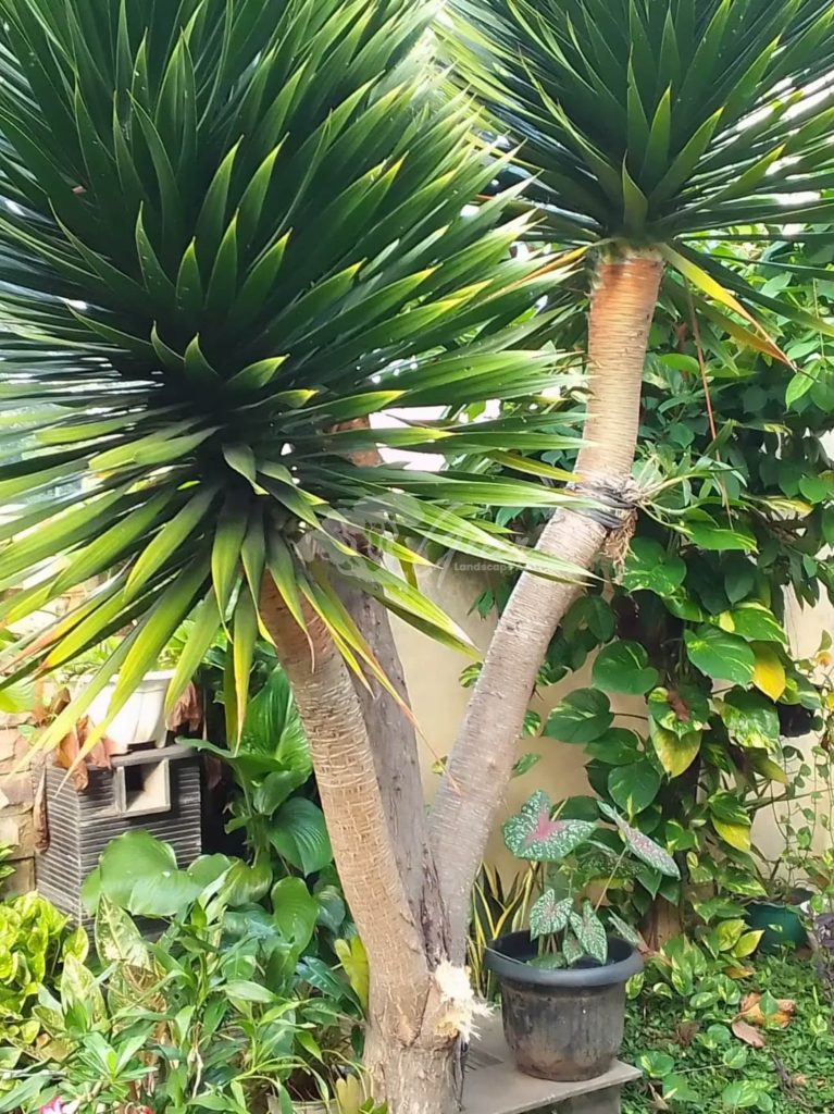 Jual Pandan Bali