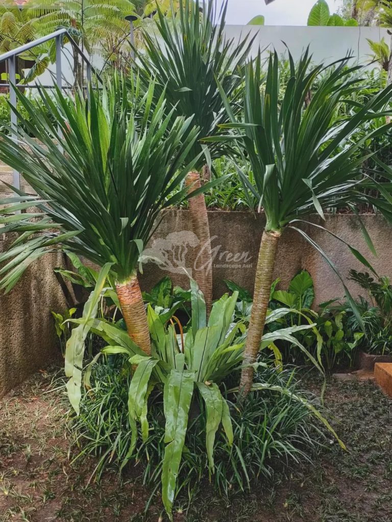Jual Pandan Bali