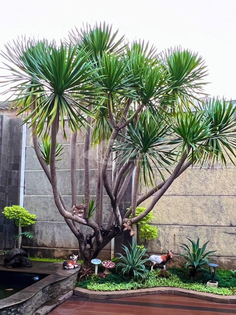 Jual Pandan Bali