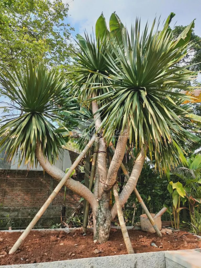 Jual Pandan Bali