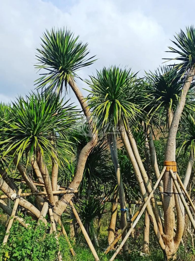 Jual Pandan Bali