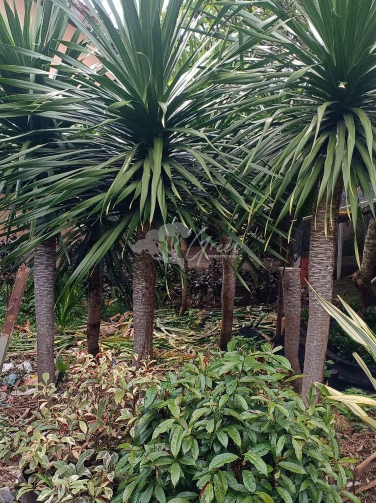 Jual Pandan Bali