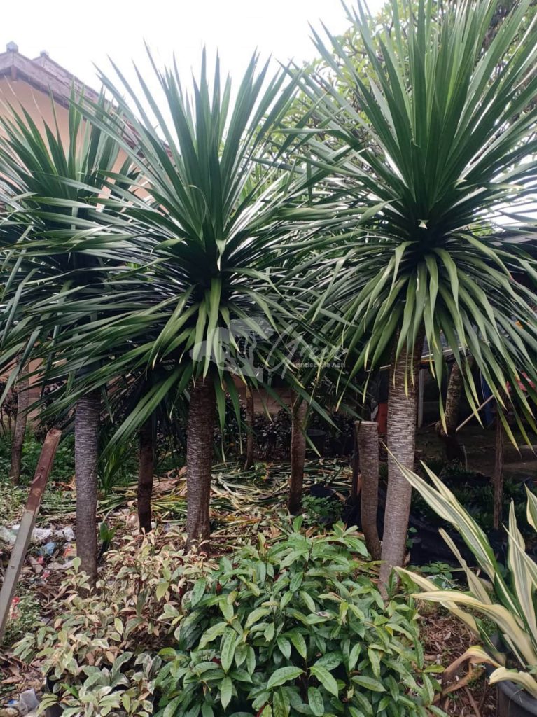 Jual Pandan Bali