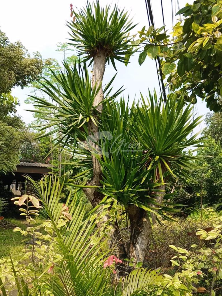 Jual Pandan Bali