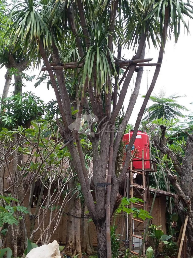 Jual Pandan Bali