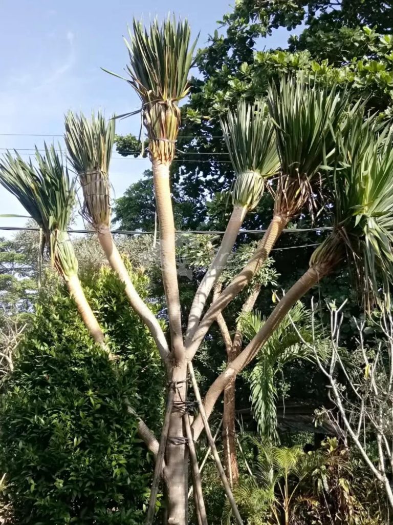Jual Pandan Bali