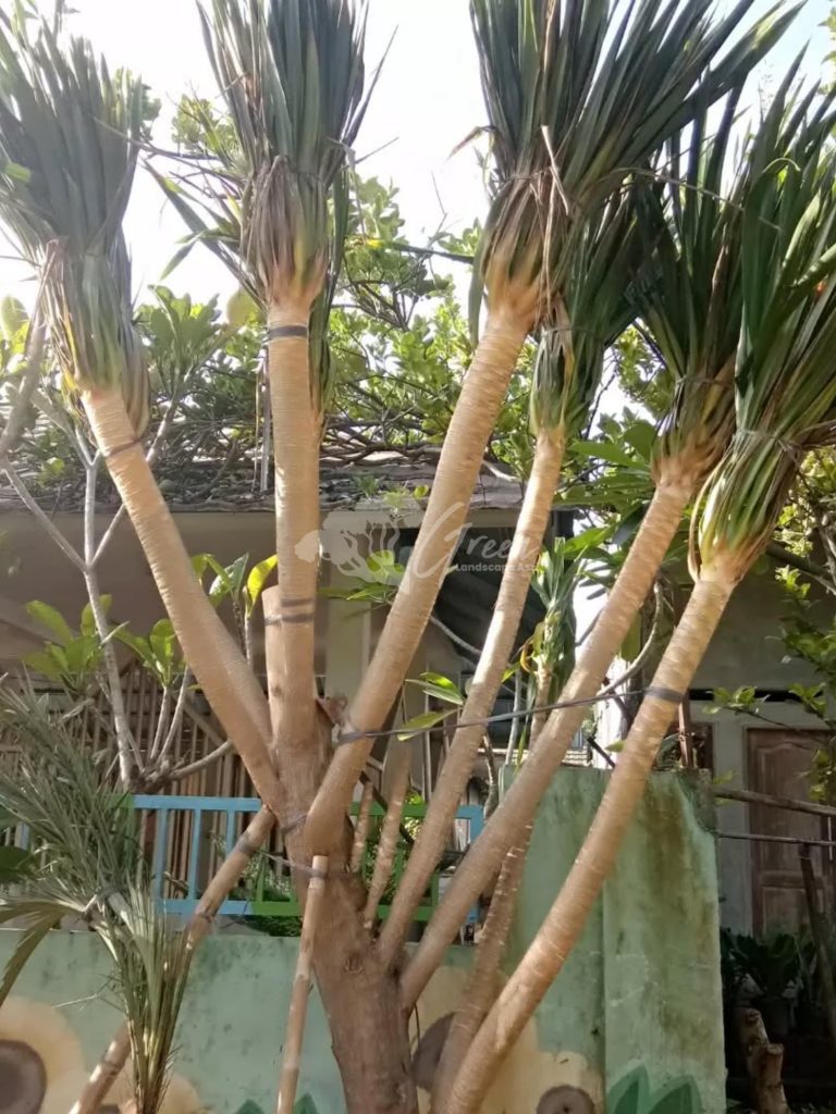 Jual Pandan Bali