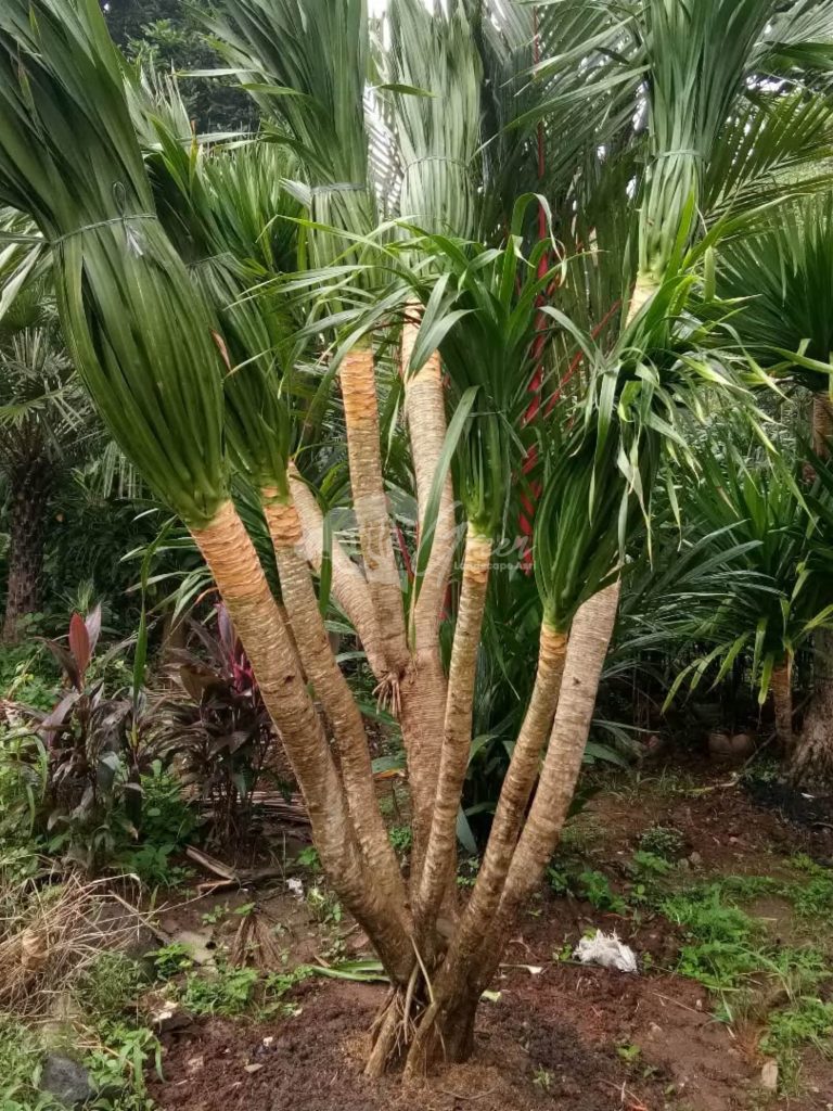 Jual Pandan Bali
