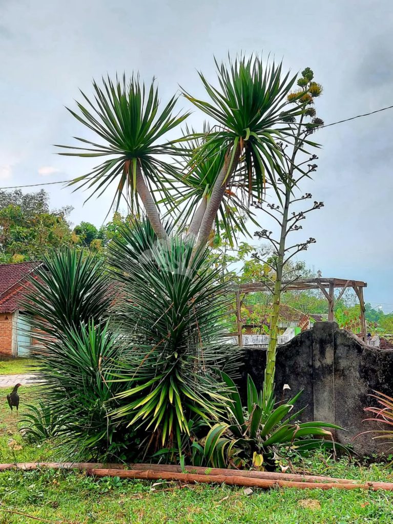 Jual Pandan Bali