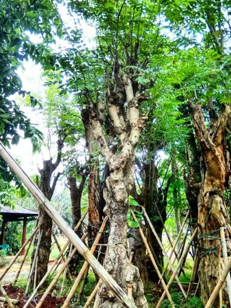 Jual Pohon Balibong